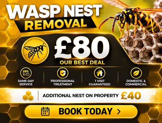 Wasp nest removal £80, same day service, 1 visit guaranteed, domestic and commercial, additional nest on property £40
